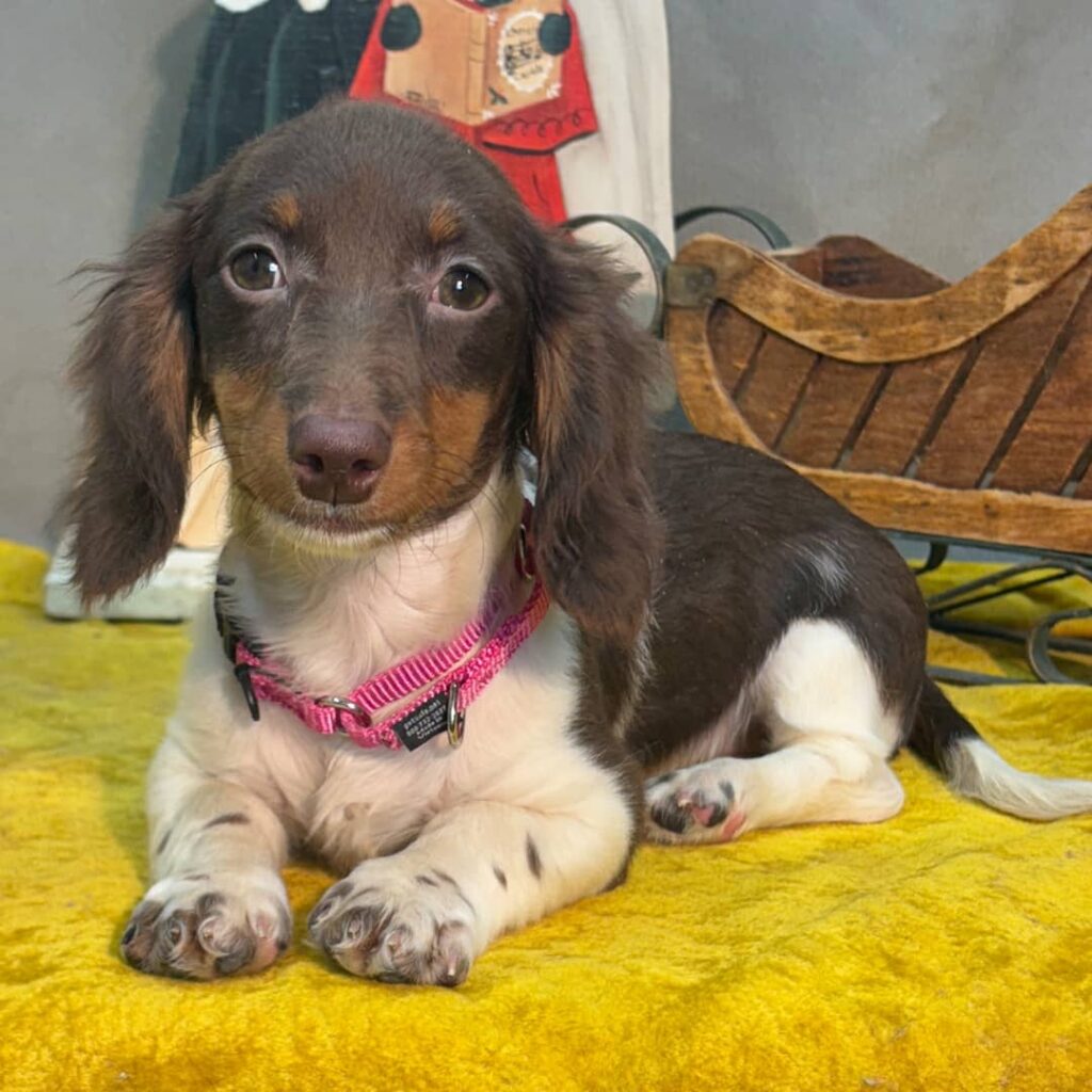 dachshund puppies for sale near Kansas City