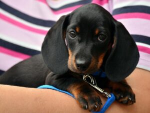 dachshund puppies for sale