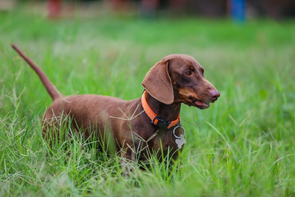 reputable dachshund breeders near me