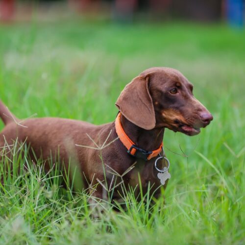reputable dachshund breeders near me