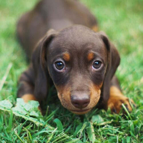 Where can I buy a dachshund puppy