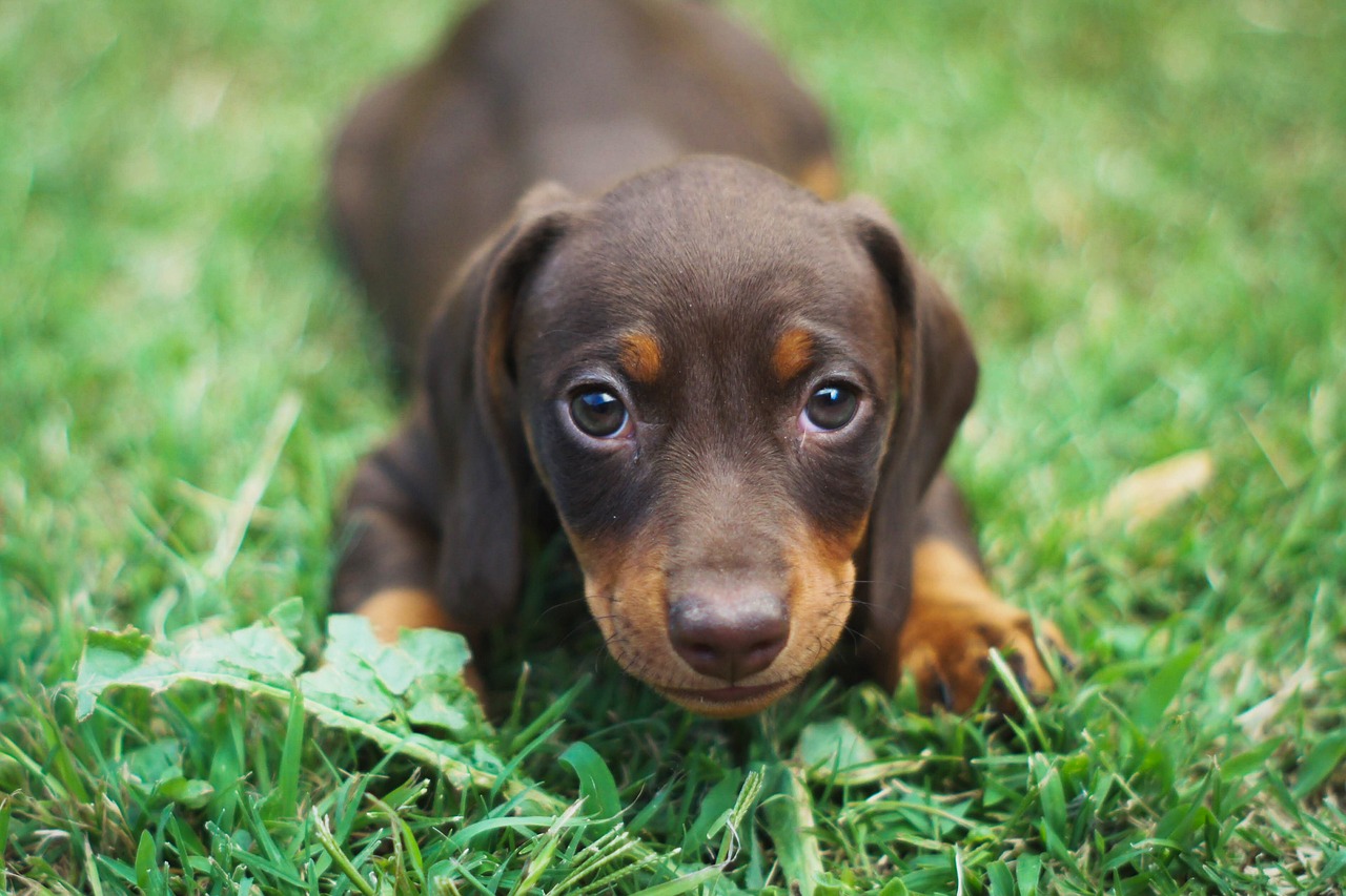 Where can I buy a dachshund puppy