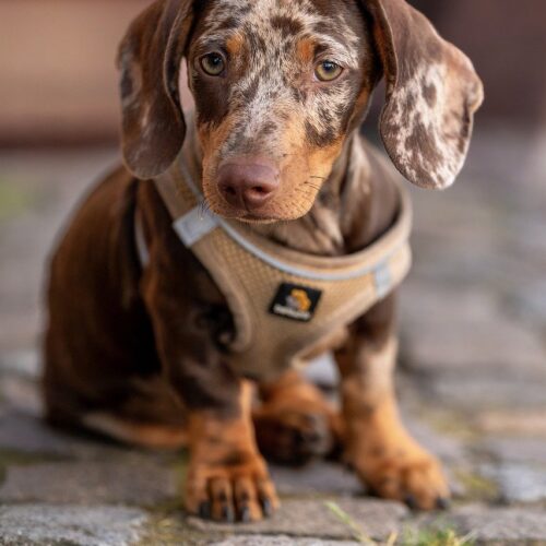 dachshund puppies for sale near Fresno