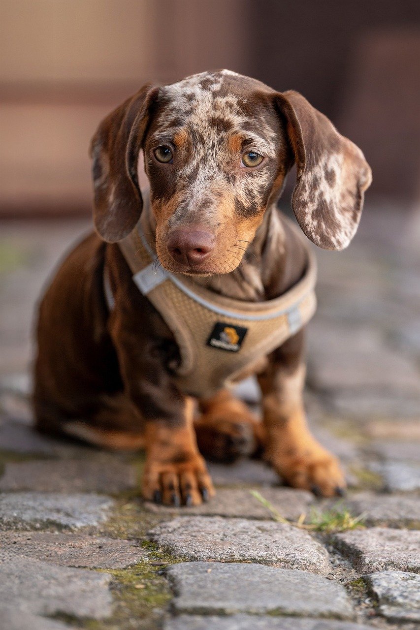 dachshund puppies for sale near Fresno