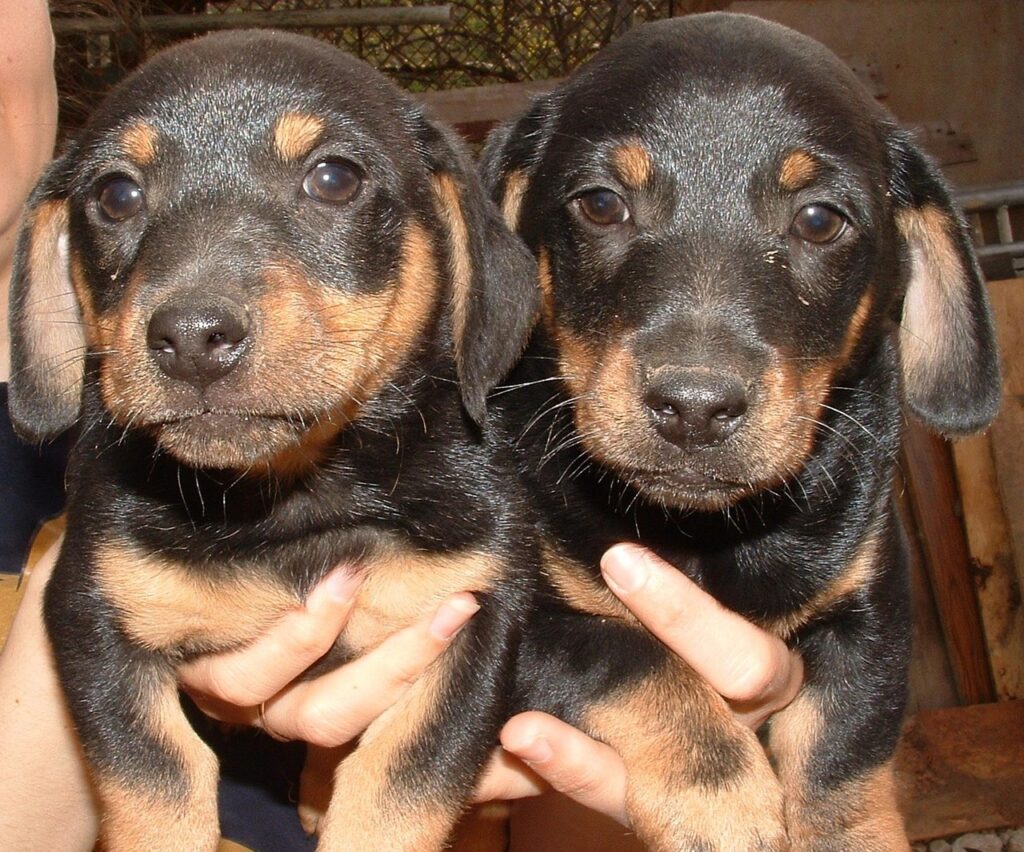 Buy Dachshund Puppies Near Me
