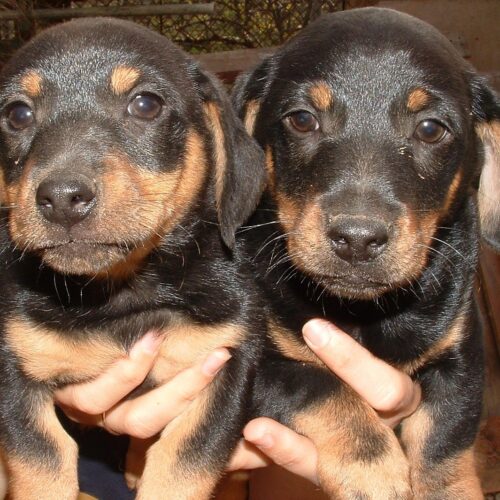 Buy Dachshund Puppies Near Me